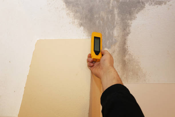 Mold Remediation for Vacation Homes