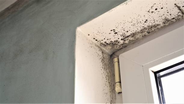 Trusted Long Hill, CT Mold Removal Experts