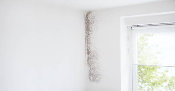 Best Mold Documentation for Insurance Claims  in Long Hill, CT