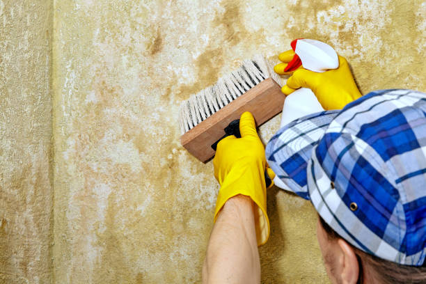 Best Biohazard Mold Removal  in Long Hill, CT