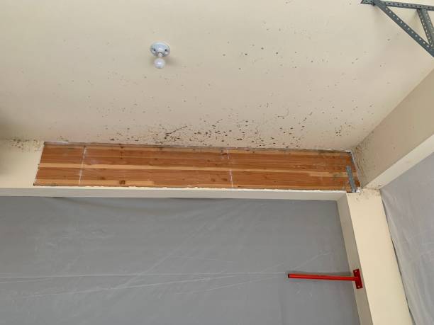 Best Residential Mold Inspection & Testing  in Long Hill, CT
