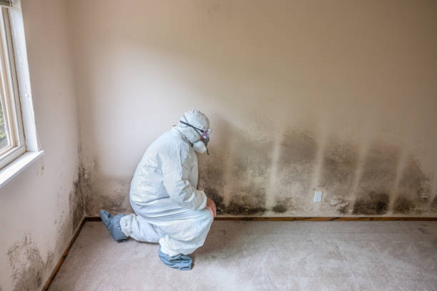 Best Industrial Mold Remediation  in Long Hill, CT