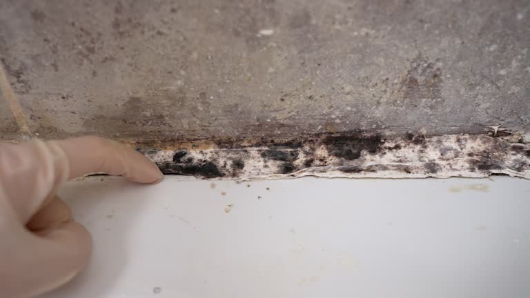 Reliable Long Hill, CT Mold Removal Solutions